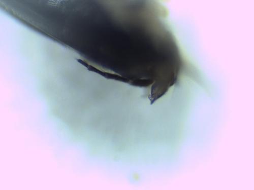 Osmia caerulescens